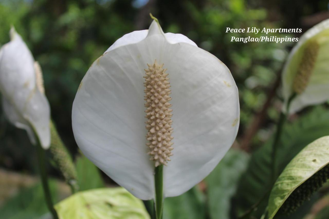 Peace Lily Studio Apartments パングラオ エクステリア 写真